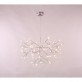 AM1705 HERACLEUM